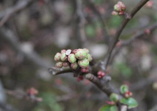 気温20度近く4月下旬の気候　我が家の庭の花木 ボケやチンチョウゲ,シャクナゲの花芽が大きく膨らんできた