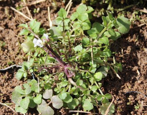 どこにでもびっしっりと生えている野草　小さな白い花をつけています