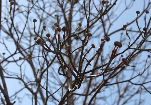今年はハナミズキがこれまでになくたくさんの花芽をつけています　開花が楽しみです
