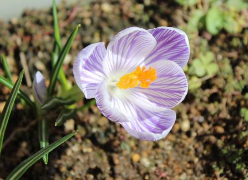 クロッカスが春の陽ざしをあび、紫色や黄色の花が鮮やかに咲いています