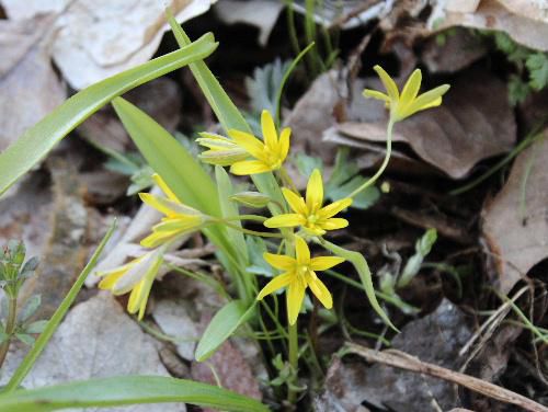土手に咲いてた黄色のかわいいこの花なあに？ 　調べてみましたユリ科の「キバナノアマナ（黄花の甘菜）」かな