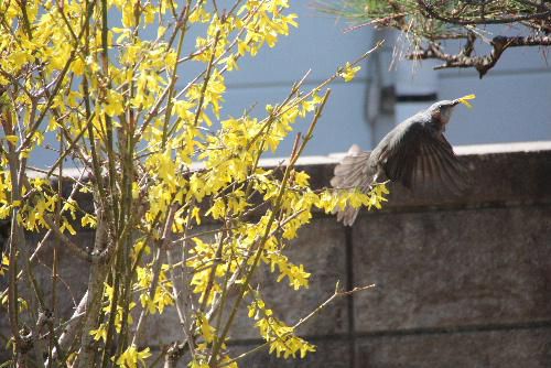 我が家の庭の花（レンギョウ）ドロボー　この鳥はなんという鳥かな？