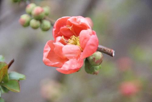 庭先を見ると色々な花が咲き始めました　雪柳と桜の蕾の競演　ボケ