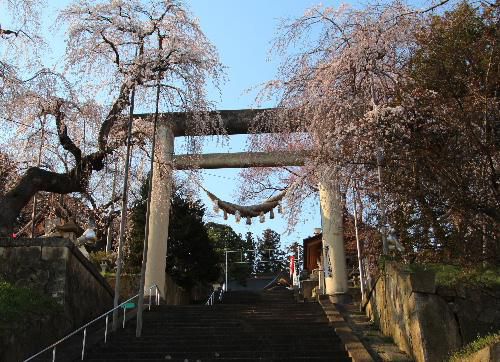 烏帽子山公園千本桜が4月8日に開花宣言　夕方の公園の桜を撮影してみました　新型コロナの影響かひっそりとした公園風景