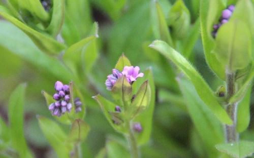 青紫色の花がかわいいワスレナグサがさいています