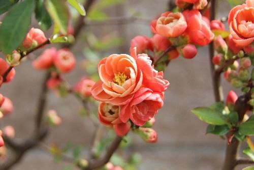 ボケの花が鮮やかに