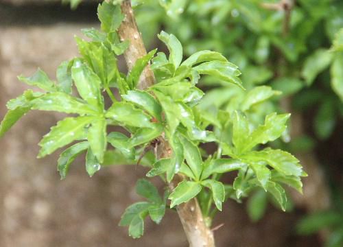 ウコギが雨に濡れてとっても美味しそうです　上杉鷹山公が奨励したかてもので置賜地方の伝統食材の一つ