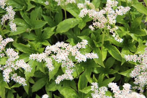 　隣家の庭の雨の中の白い花　何という名前なのかもわからない