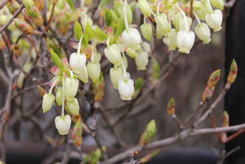 雨上がりの冷たい風に小さな白いドウタンの花が揺れています　新型コロナが蔓延しているかどこか寂し気です