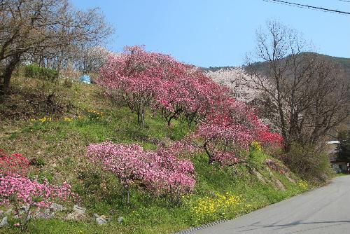 ネットで花見第3日　梅と桜が見事にコラボした小さな素敵な私設公園を赤湯金沢地区で自転車に乗っていて見つけました　