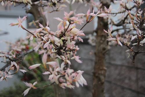 ピンクの葉が芽生えてきました　新緑の季節　メイプルレインボーがこれから白くなっていきます