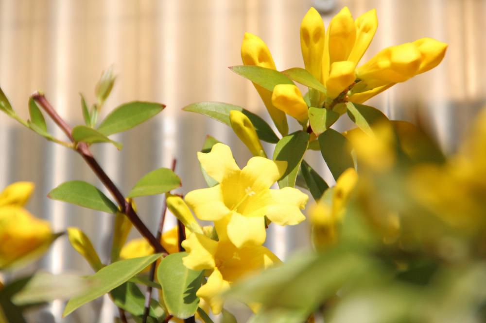 ほのかなジャスミンの香りを漂わせ「カロラインジャスミン」の花が開花しました