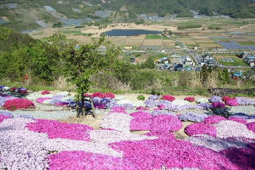 南陽市赤湯　秋葉山頂付近の白竜湖を眼下に望む地で息をのむような芝桜園を見てきました