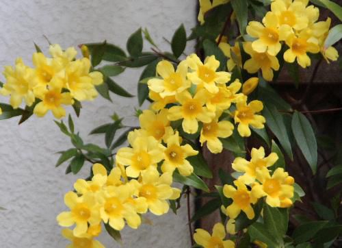 5月の雨が止んだ　花々が賑やかに咲き競い　虫や鳥たちも繁殖の時期を迎える