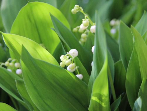 さわやかな5月の花　スズランが白い花をつけています