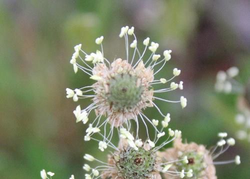 冠をつけた花　路傍などどこにでも咲くヘラオオバコ(？)があちこちにみられます
