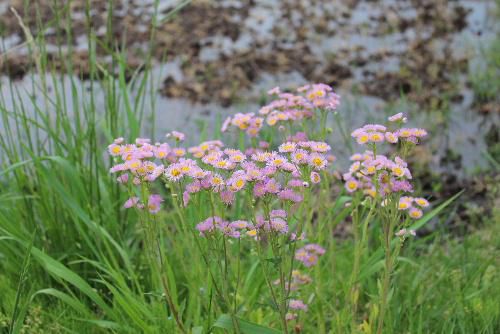 田植えが始まりました　田んぼわきの道端にさくハルジオンがピンクの可憐な花を咲かせています