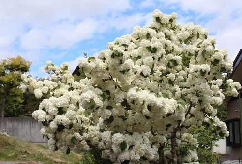 花々が咲き誇る初夏　道々の家の庭に様々な花が咲いています