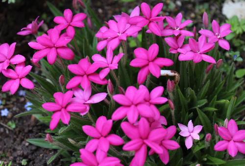 アッツ桜が濃いピンクの花を咲かせています　春から夏に向かって花々の色が黄色やピンク、水色から濃い色に移り替わっていきます　花には昨晩降った雨の水滴が残って宝石のようです