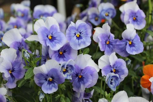 紫色の花が初夏から梅雨の時期を彩ります
