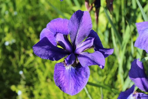 田植えの終わった田んぼのそばに初夏の陽ざし中で鮮やかな紫色のカキツバタが咲いています　もう終わりに近いのかな　川べりにカキツバタと似た紫色の花も撮りました