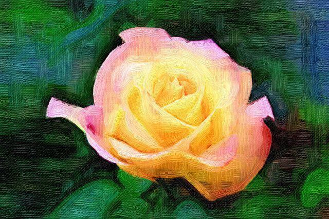 我が家のバラを撮し 油絵風に画像処理してみました