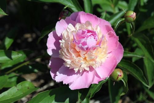 立てば芍薬（シャクヤク）座れば牡丹（ボタン）歩く姿は・・・　隣の家の庭にシャクヤクが満開です