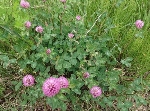 いつも歩く散歩道に咲く花々や桜の木の実「さくらんぼ」などが初夏を彩ります　　