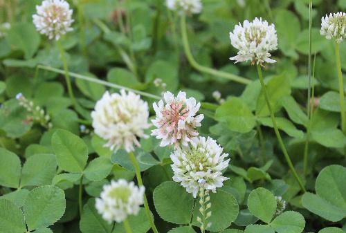 幼いころに冠を作って遊んだシロツメグサ（クローバー）の花　そばにはブタナ（豚菜）の黄色の花が咲いています