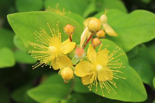 金の水引のような雄花　真黄色の花　真っ赤な実と派手な花木が花をつけている　中国産のビヨウヤナギ（美容柳）か　キンシバエ（金糸梅）？