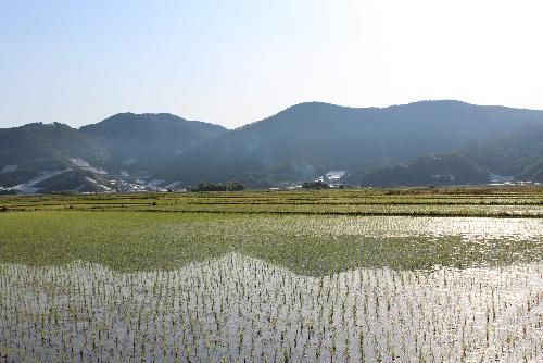 周りの田んぼはすっかり田植えが終わりすくすくと苗が育っています　遠くに残雪の飯豊山も見えます　散歩の道の傍のもう少しで食べられそうなサクランボを盗み撮りしました