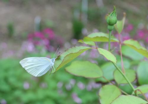 モンシロチョウが２匹　花の周りを戯れるように飛び回っています