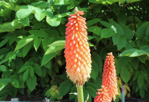 イエローからオレンジ色のグラデーションが不思議な雰囲気を醸し出しているトリトマの花が隣家の庭に咲いています