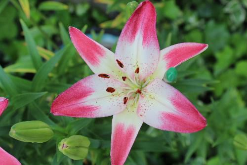 十数年前孫が保育園に入園しました　ゆり組だったのでユリの鉢植えを届け我が家でも購入しました　今年もユリが咲き始めました　孫は１５歳になりました