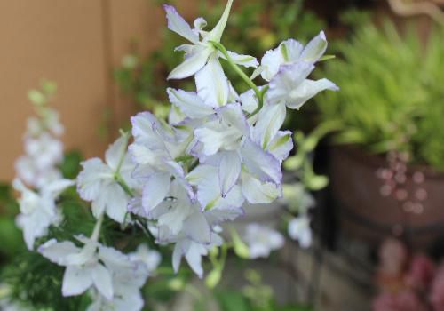 背の高いチドリグサが紫や白い花を咲かせています　雨や風で大きく揺れて折れそうになっています