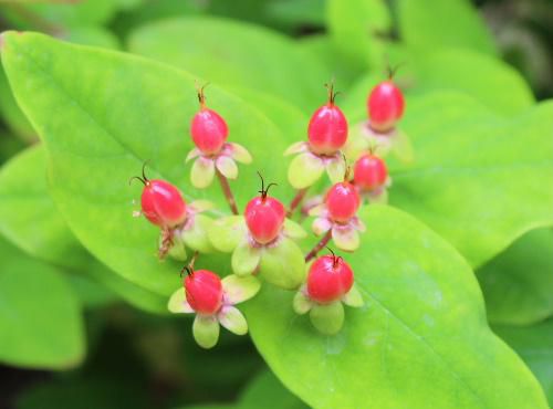 金糸梅がすっかり花を落とし真っ赤な実がついています　熟れたさくらんぼのようで食べたら美味しそうです　でも食べられません　