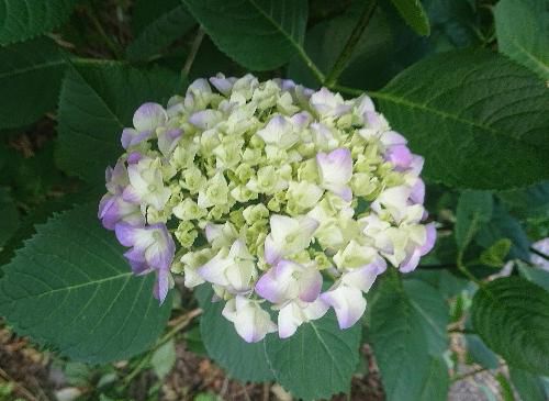 さわやかな早朝の散歩　烏帽子山公園にはアジサイが咲き始めていました　２代目園のワシントン桜の根元にも紫色のアジサイが咲いています