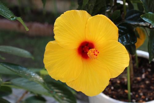 鉢植えの黄色のハイビスカスや初夏の花ティモヒラが夏を迎えるるかのように咲いています