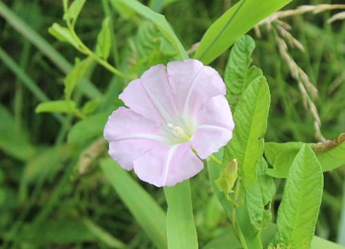 朝顔に対して日中に開花する昼顔が野草に交じって咲いています。昼顔は朝顔のように結実せず地下茎が伸びて増える多年草です　形は朝顔で桃色の花を咲かせどこかか弱そうに見える花です