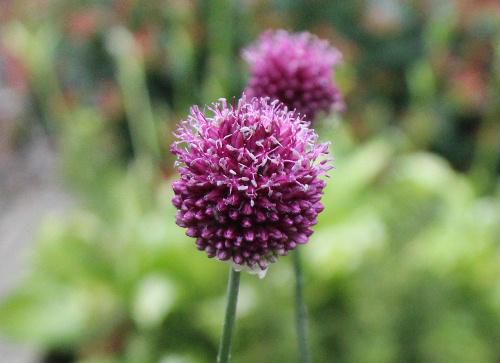 梅雨の合間をぬって花探し　ねぎの仲間でアリウムが首を長～くして紫色の花をつけています