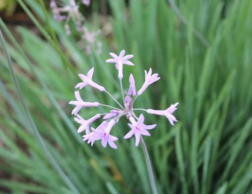 すらりと立ち上がった花茎の先端に　薄紫色の星形の小花をいくつもさかせます　「ツルバギア」だと思うんですが　夏の花で花言葉は「小さな背信」　どんな物語があるのでしょうか