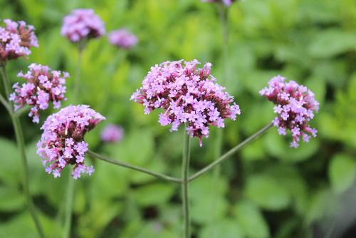花茎を長く伸ばしその先に小さな赤紫色の花をびっしりと咲かせている花の名前は？　誰か教えてください