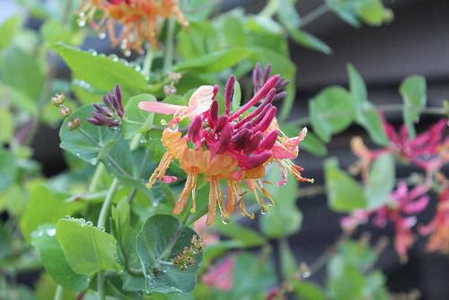 雨に濡れた色々な花が咲いています　梅雨どきの花は春や夏の花とも違った色や形のものがあります　雨の中を歩きながら道の傍の花にも目を向けてみてはいかがですか