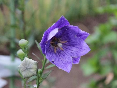 夏の花キキョウが雨上がりの畑にさいていました　梅雨明けはまだまだのようで鮮やかな紫色の花を見れるのはまだ先かなあ