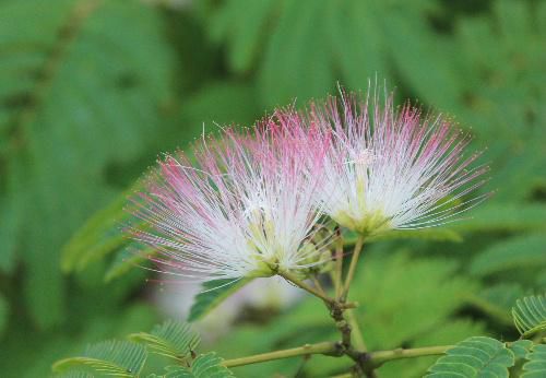 夜になると葉を閉じるネムノキの花は　ピンクの花糸が何とも言えない　田んぼの傍の川岸に咲いていた可憐な花です
