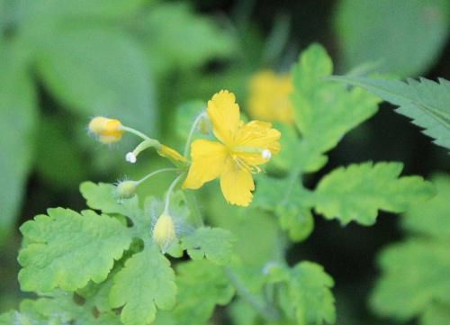 道端に４枚の黄色い花弁をつけたクサノオウがあまり目立たずにひっそりと咲いています　皮膚病に薬効があり「くさ（できもの）の王」の説が有力だとか