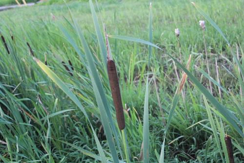 田んぼの休耕田の浅い水底から直立して生育し花が咲いた後の果穂は茶褐色となりよく知られています　完熟した果穂はくずれて「因幡の白兎」の童謡にでてくる「ガマの穂綿」となり傷薬として優れているといいます