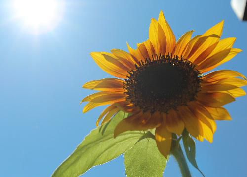夏の暑さがようやく訪れたかのように今年も母の日ヒマワリと呼んでいるヒマワリが咲きました　十数年も前に母の日に大きな風船に入ったヒマワリと一緒にプレゼントが届き、種を採取し毎年咲かせています　遠い日の思い出をとどめる一つです