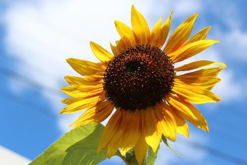 日差しが強い　ヒマワリは太陽の下に似合います　青空に緑の田んぼが風にそよいでいます 萱の中から数十羽のサギが一斉に飛び立ちました