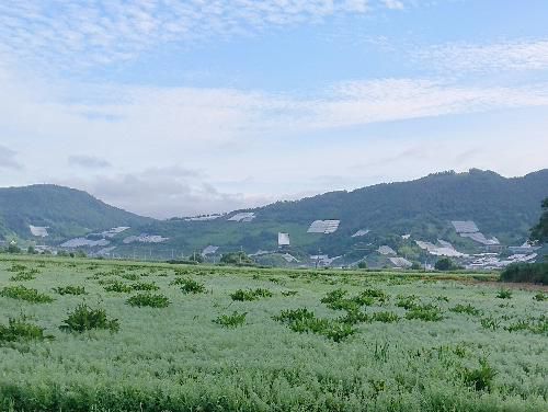 朝露に濡れた田んぼ　真っ青な空に白い雲と遠くに飯豊山　ツユクサ　這い出してきたカタツムリ　そろそろ梅雨明けも近いのでしょうか